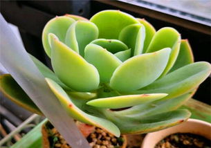 多肉怎么养才能更旺盛,多肉植物旺盛生长的五大关键养护技巧