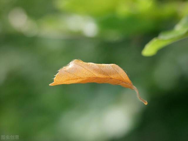 为什么树叶会落,自然界的季节轮回与树木的适应性