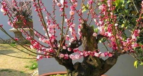 梅花养多少年,岁月沉淀的芬芳传奇