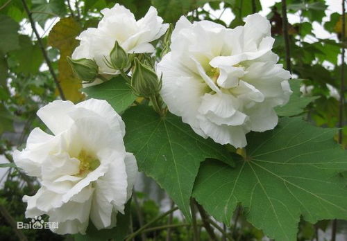 芙蓉花长什么样,艳丽绽放的天然画卷