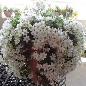 银叶花属怎么养,打造家中绿意盎然