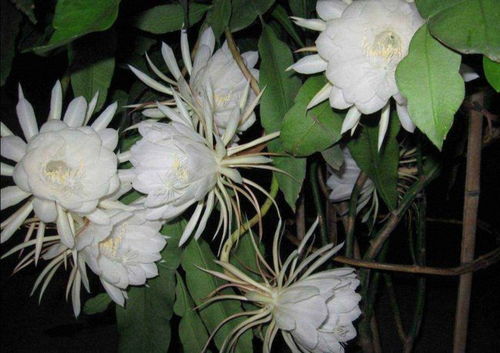 昙花没开花时像什么,隐匿之美,静待绽放