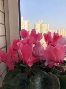 什么花最难养,揭秘最难养成的花卉之谜