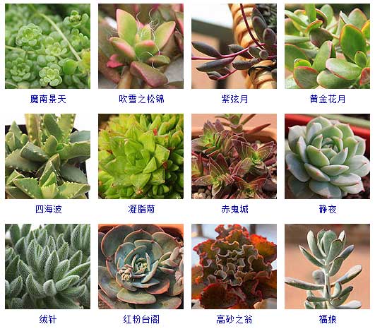 植物类型有哪些,草本、木本、苔藓与多浆植物特点解析