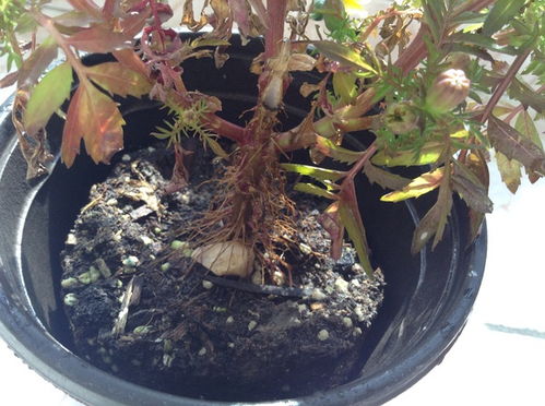 菊花为什么掉叶子,探寻植物生理现象背后的奥秘