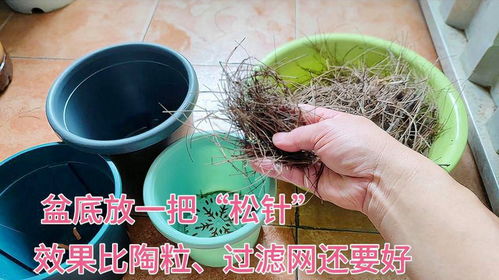 花盆养的叫什么松,培育与养护的艺术之旅