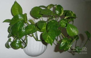 绿萝虫是什么虫,常见植物病虫害的防治之道