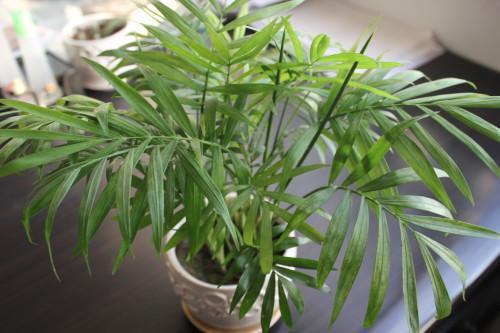 水竹怎么养不活,揭秘养不活的原因及解决方案