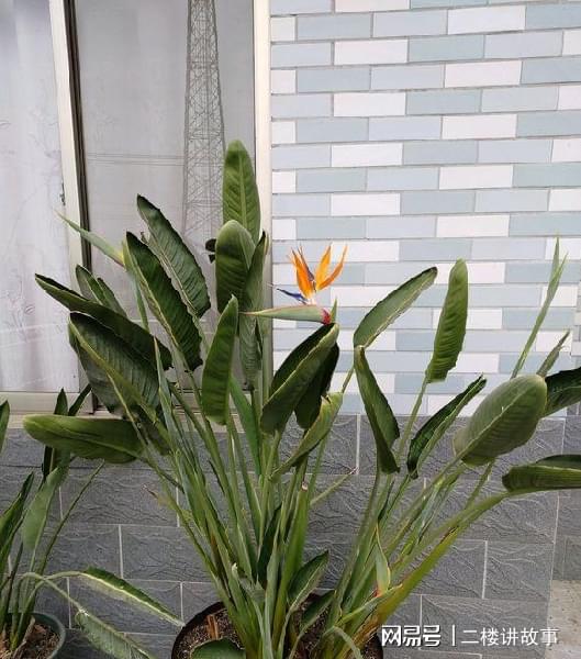 天堂鸟花怎么养,天堂鸟花的小秘密