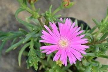 松叶菊怎么样繁殖,轻松培育美丽植株