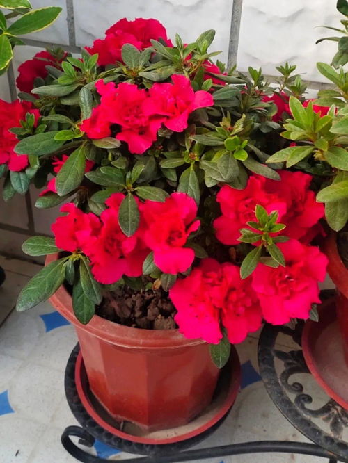 梅花快开花时候怎么浇水,梅花盛开前浇水技巧