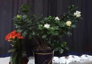 家里什么花带香味,探索那些自带芬芳的花卉秘密