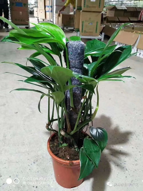 麒麟尾的植物怎么养,打造家中绿意盎然