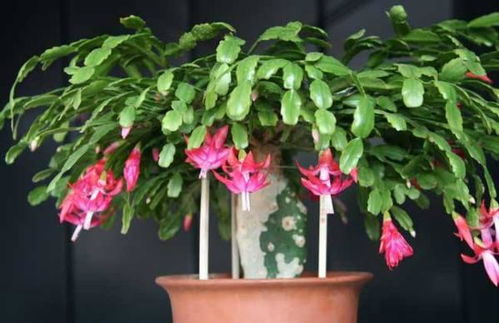 蟹爪兰怎么养,打造美丽家居绿植
