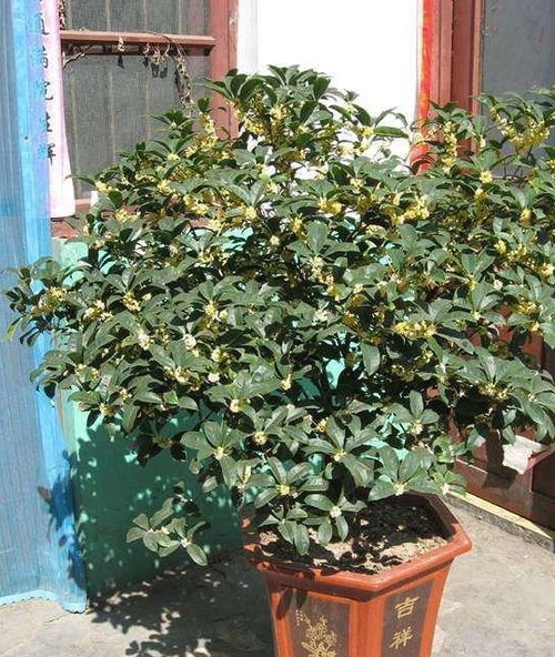 桂花怎么养才能长久,让花香持久绽放