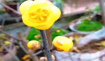 腊梅种子什么时候播种,腊梅种子最佳播种时间揭秘