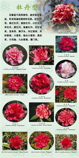 花的分类怎么分,花的世界，千姿百态的分类之旅