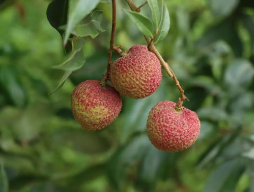 荔枝长什么样,果中珍品，色泽诱人，口感鲜美