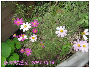 波斯菊有哪些花型,尽赏自然之美