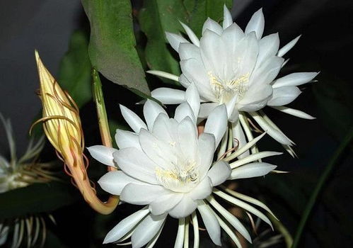 昙花怎么养才能开花,科学养护,尽享月下美人芳华