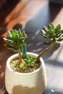 厚叶草属 植物有哪些,形态、生态与利用概述