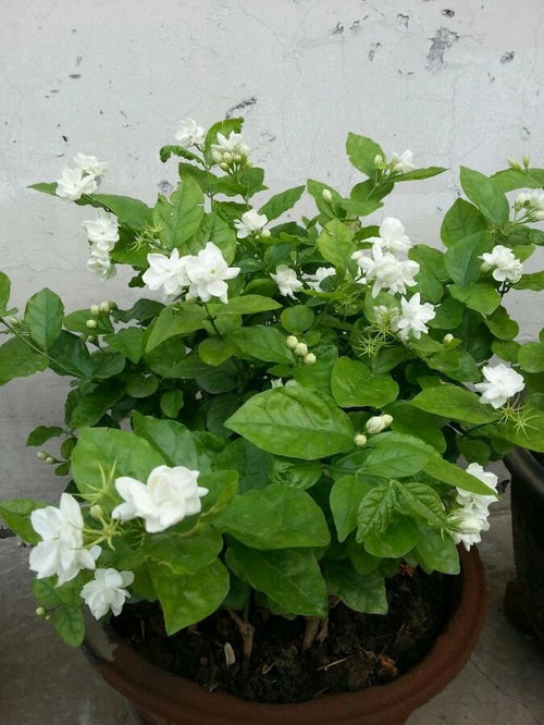 茉莉花什么时候换盆,茉莉花换盆最佳时机揭秘