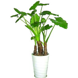 植物什么观音有毒,探究植物观音有毒成分及其生成机制