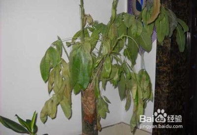 盆栽叶片发黄怎么办,诊断与救治攻略