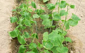 金钱兜应施什么肥,揭秘植物生长的“黄金肥料”