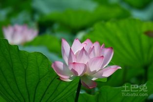 荷花还有什么花多,百花园中竞芳华