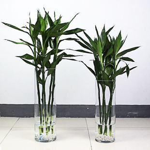 富贵竹水培怎么养,轻松养出翠绿生机