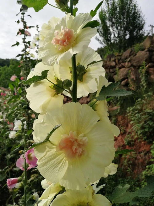 蜀葵花期有多久