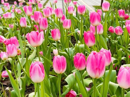 郁金香什么季节栽种,春季栽种指南