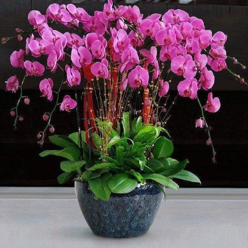 蝴蝶兰长什么样子,花形似蝶，色彩斑斓的兰中皇后