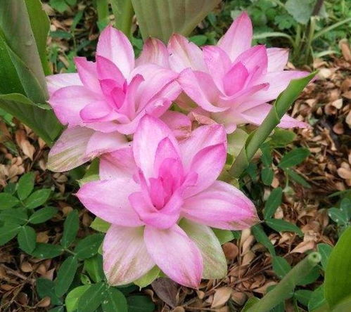 姜荷花上什么肥,打造美丽花境的秘密武器