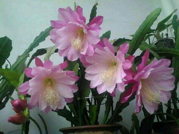家养荷花怎么种,家养荷花培育全攻略
