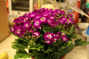 梅花和菊花的寓意是什么,梅花与菊花的寓意解读