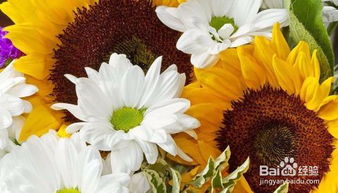太阳菊怎么养,从播种到收获的全程指南
