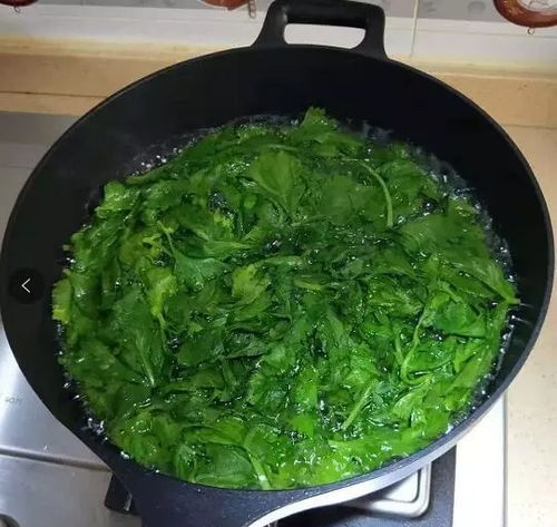 绿箩什么时候剪,绿箩修剪的最佳时机与技巧