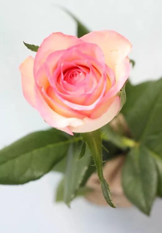 钱串子花为什么长的细高,探究钱串子花细高形态的奥秘