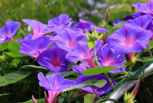 大牵牛花怎么种,从播种到绽放的全程指导