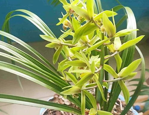 兰花暴根怎么办,兰花暴根问题解析与解决策略