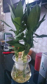 水培植物叶子发黄怎么办,水培植物叶子发黄原因及解决攻略