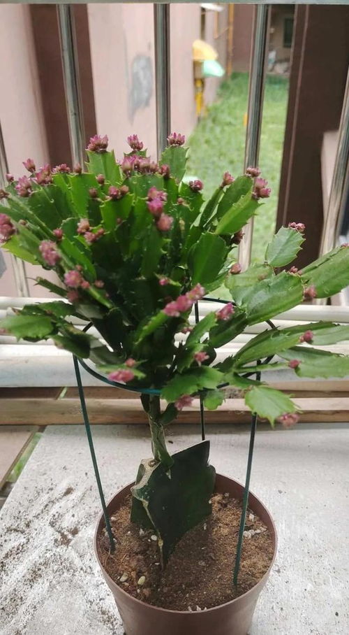 春鹃为什么不开花,探寻不开花之谜