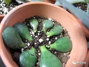 玉树软黑怎么办,探寻神秘植物的秘密