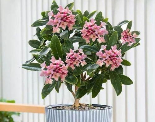 家里什么花带香味,探索那些自带芬芳的花卉秘密