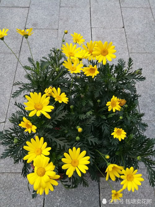 黄金菊怎么养,绽放黄金之美的秘诀