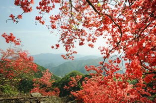 映山红怎么种植的好看图片,映山红的魅力