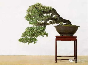 盆景干叶是什么原因,探究植物健康与养护之道