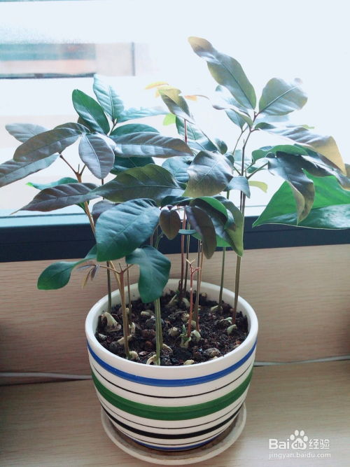 桂圆种小盆栽能活多久,绿意盎然，长寿相伴